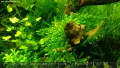 Нано аквариум 6 литров (Chromis)