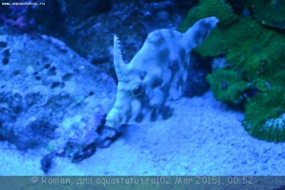 Фото Единорог-акреихт щетинохвостый Acreichthys tomentosus  (photo#66194)
