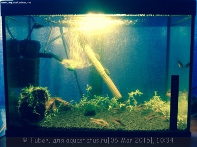 Фото Аквариум креветочник 30 литров Tuber  (photo#66317)