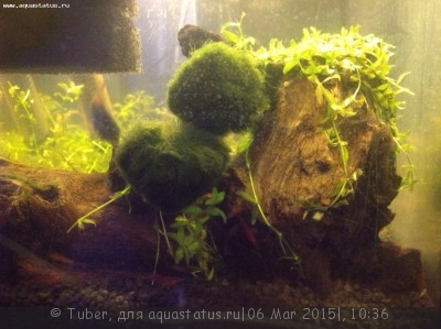 Фото Аквариум креветочник 30 литров Tuber  (photo#66321)