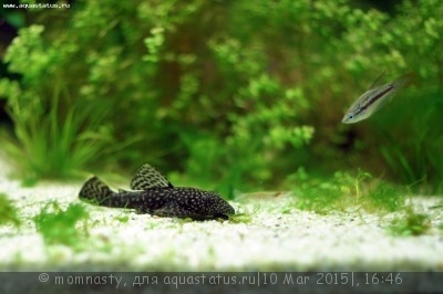 Мой аквариум Aqua Plus Pro 170 литров (momnasty)