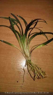 Опознание аквариумных растений