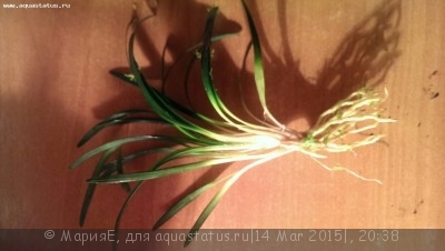 Опознание аквариумных растений