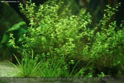Мой аквариум Aqua Plus Pro 170 литров (momnasty)