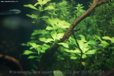 Мой аквариум Aqua Plus Pro 170 литров (momnasty)