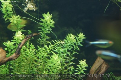 Мой аквариум Aqua Plus Pro 170 литров (momnasty)