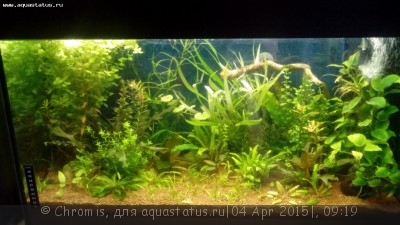 Мой аквариум "Зелень" 70 литров (Chromis)