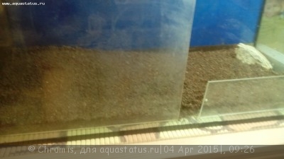 Мой аквариум "Зелень" 70 литров (Chromis)