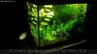 Нано аквариум 6 литров (Chromis)