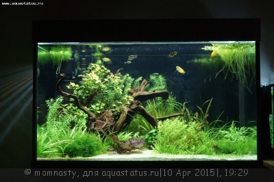 Мой аквариум Aqua Plus Pro 170 литров (momnasty)