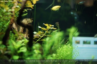 Мой аквариум Aqua Plus Pro 170 литров (momnasty)