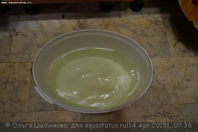 Мутная вода в аквариуме, муть в аквариуме