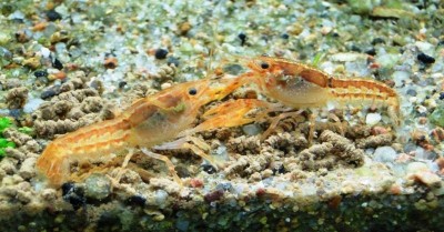 Фото Карликовые раки (photo#6786)
