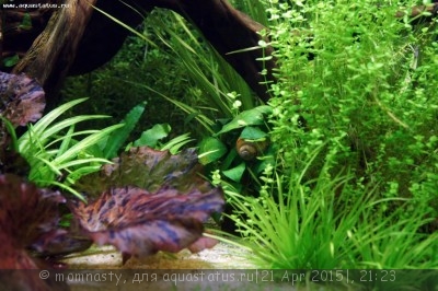 Мой аквариум Aqua Plus Pro 170 литров (momnasty)
