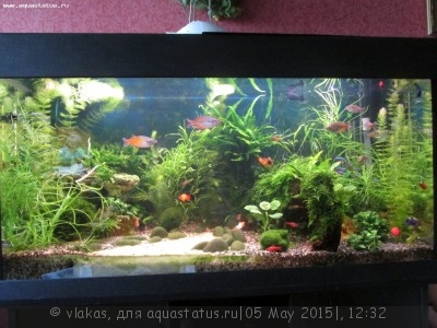 Сифонка аквариума