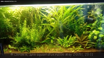 Фото Мой аквариум Зелень 70 литров Chromis  (photo#68294)
