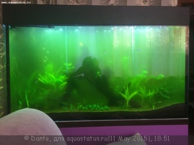 Цветение воды, зеленая вода, позеленела аквариум
