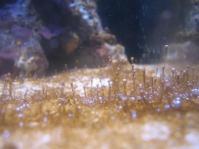 Фото Динофлагелляты в морском аквариуме и способы борьбы с динофлагеллятами (photo#68711)