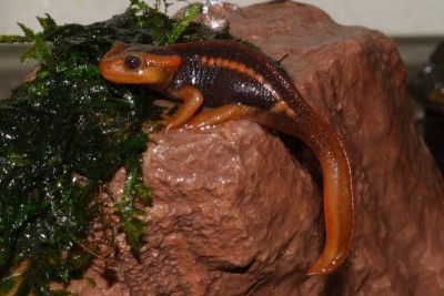 Фото Крокодиловые тритоны Tylototriton spp.  (photo#68736)