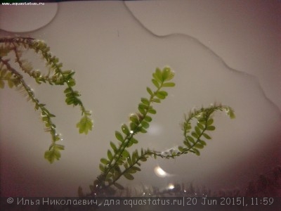 Опознание аквариумных растений