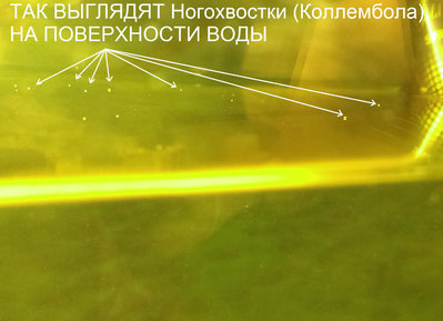 Фото Обратный эффект от Melafix и делагила (photo#70376)