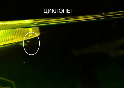 Фото Обратный эффект от Melafix и делагила (photo#70377)