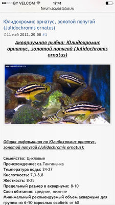 Сколько и какие цихлиды для 100 литров