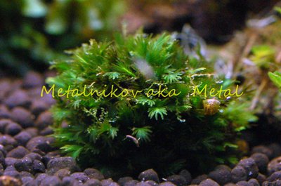 Аквариум "Тени Мордора" 90 литров (Лаурис)