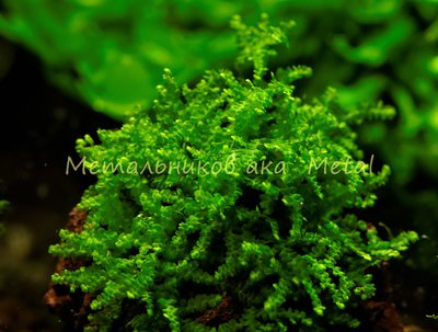 Фото Мох Буцефаландра moss sp. Bucephalandra  (photo#71769)