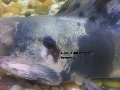 Фото Не могу определить, чем болен мешкожаберный сом (photo#71925)