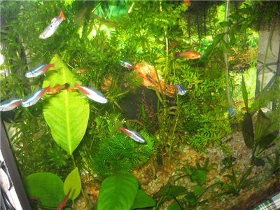Фото Разные аквариумы Леночка  (photo#72008)