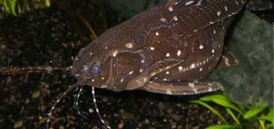 Фото Анциструс обыкновенный прилипала Ancistrus dolichopterus  (photo#72286)