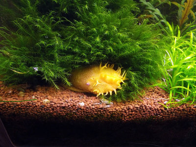 Фото Анциструс обыкновенный прилипала Ancistrus dolichopterus  (photo#72287)