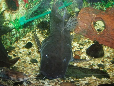 Дно аквариума на 1000 литров советы по дизайну