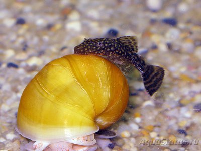 Фото Как отличить анциструса от птеригоплихта? (photo#72767)