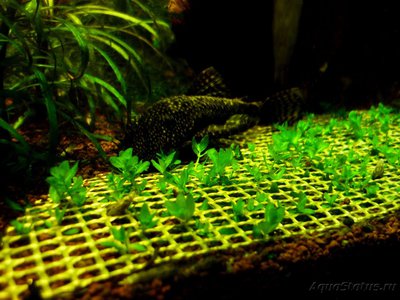 Сквозной аквариум 230 литров (snakebig)