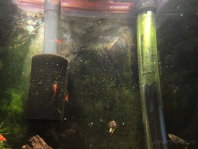 Аквариум FLuval edge 23 литра (zeus1981)