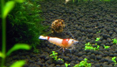Аквариум FLuval edge 23 литра (zeus1981)