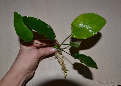 Опознание аквариумных растений