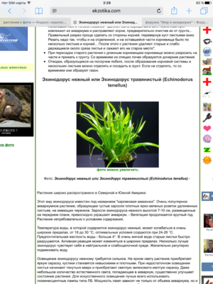 Растения для аквариума объемом 30 литров