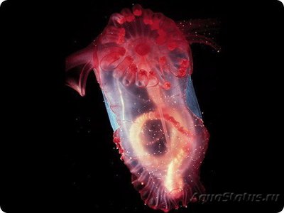 Фото Фотографии необычных водных обитателей (photo#74001)