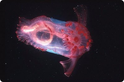 Фото Фотографии необычных водных обитателей (photo#74002)