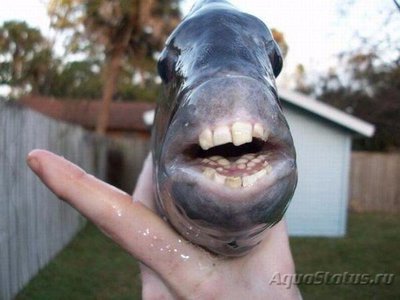 Фото Фотографии необычных водных обитателей (photo#74056)