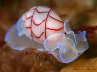 Фото Фотографии необычных водных обитателей (photo#74057)
