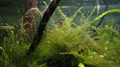 Определение водорослей в аквариуме