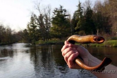 Фото Фотографии необычных водных обитателей (photo#74085)