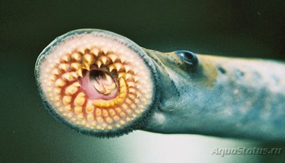 Фото Фотографии необычных водных обитателей (photo#74087)