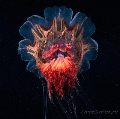 Фото Фотографии необычных водных обитателей (photo#74176)