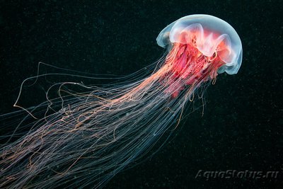 Фото Фотографии необычных водных обитателей (photo#74177)