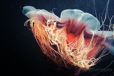 Фото Фотографии необычных водных обитателей (photo#74178)